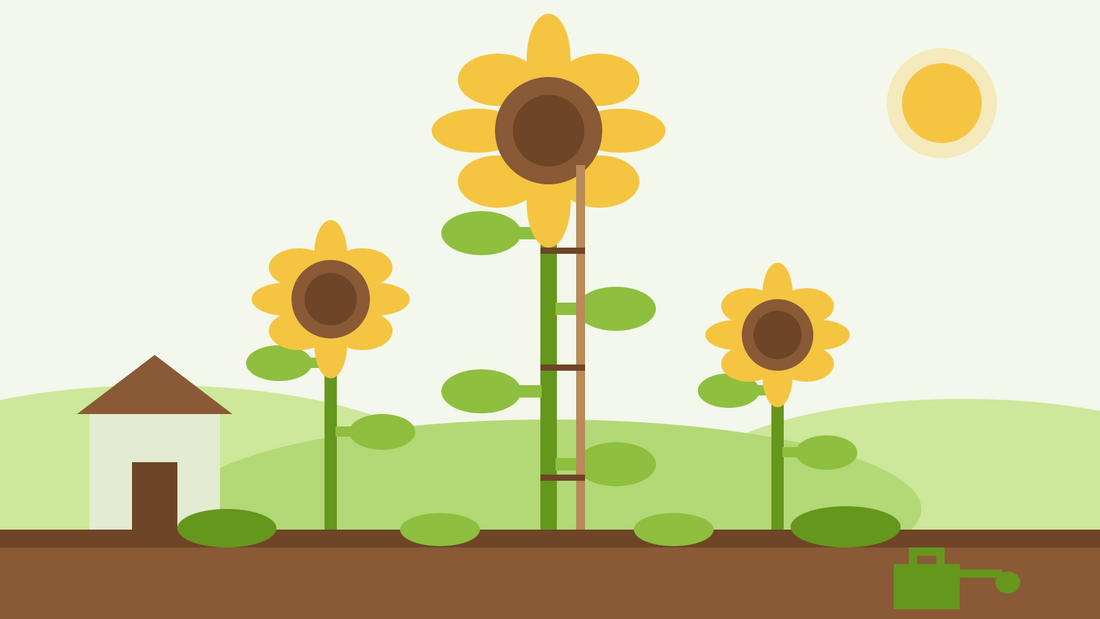 How to grow giant sunflowers — flat illustration of a towering staked sunflower beside smaller sunflowers and a garden shed for scale