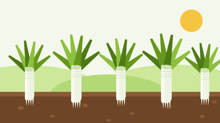 How to grow leeks from seed — flat illustration of a row of leeks with long white shafts in dark soil and blue-green leaf fans under the sun