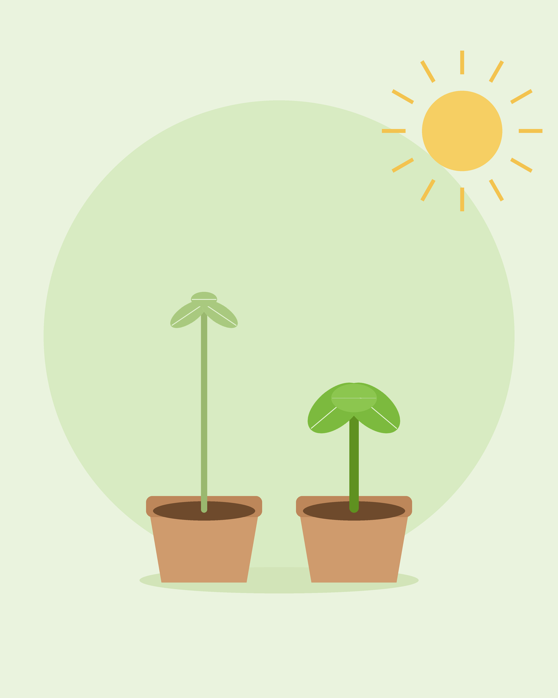Flat illustration comparing a tall leggy seedling with a short stocky one in pots — fixing leggy seedlings, from SeedsChoice