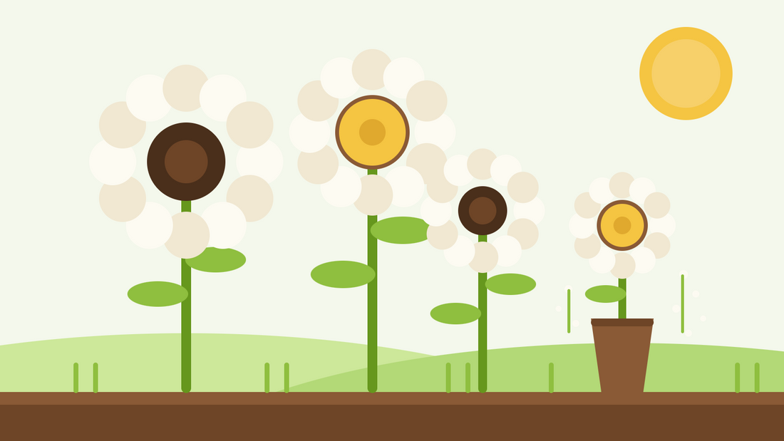 White sunflowers for cutting — flat illustration of creamy white sunflowers with dark and golden centres beside a vase in a garden