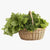 Herb Seeds – collection at SeedsChoice