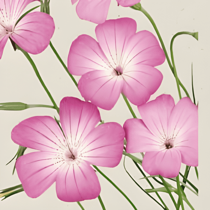 Corncockle Milas seeds (Agrostemma githago) – organic annual flower