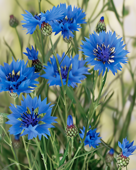 Wild Cornflower Seeds Organic Centaurea Cyanus Annual Flower