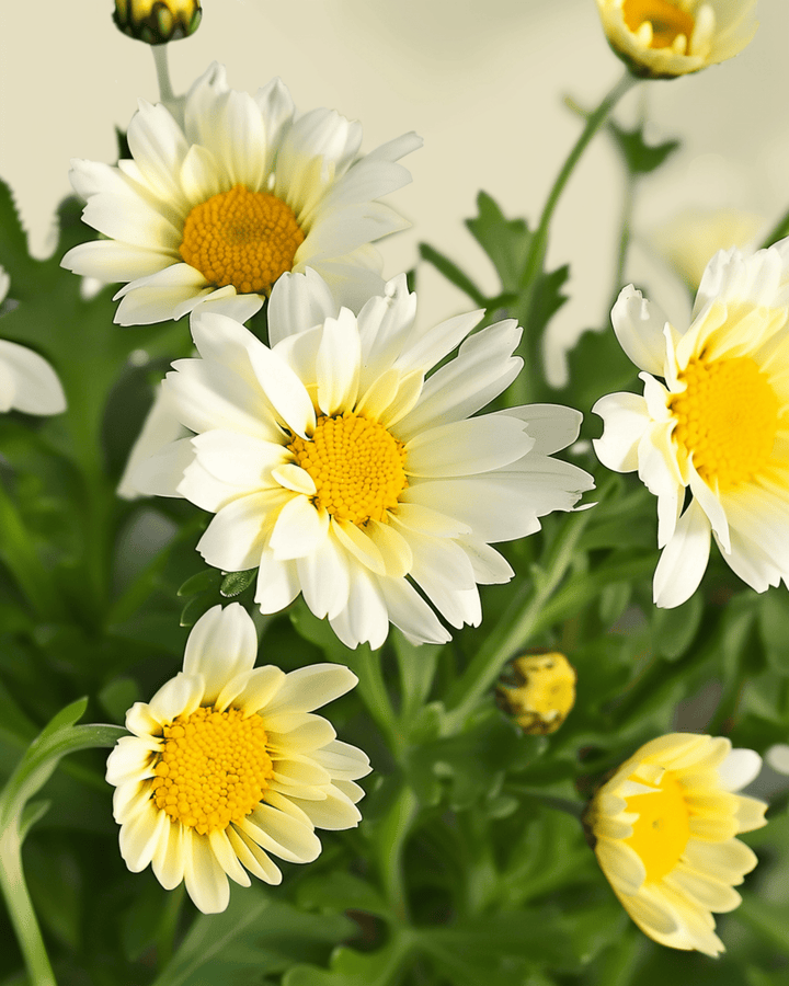 Mixed Single Flowered seeds (Chrysanthemum coronarium) – organic annual flower
