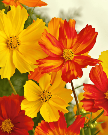 Bright Lights seeds (Cosmos sulphureus) – organic annual mix