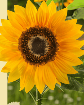 Dwarf Sunflower Seeds Organic Helianthus Annuus Annual Sunspot