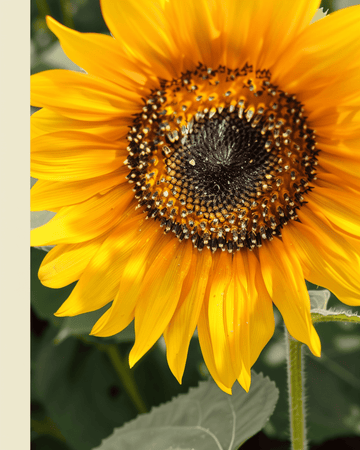 Sunflower Nakdi F1 Pollen Free seeds (Helianthus annuus) – organic annual flower