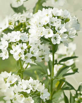 Candytuft Seeds Organic Iberis Amara Empress White Annual