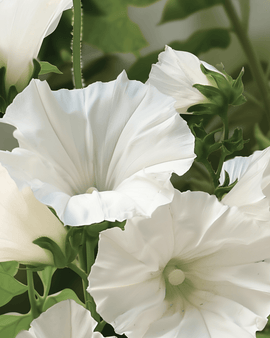 Mallow Mont Blanc Seeds Organic Lavatera Trimestris Annual Flower