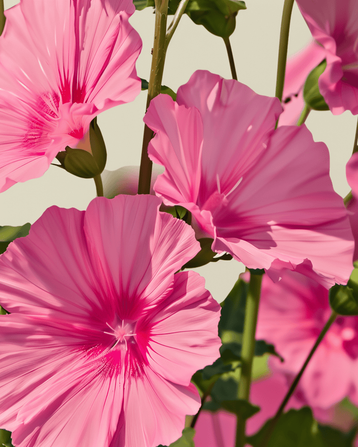 Mallow Rose Red Mix seeds (Lavatera trimestris) – organic annual flower
