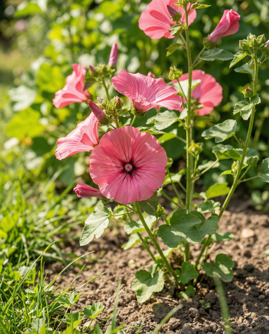 Mallow Rose Red Mix (Lavatera trimestris) – organic annual flower seeds from SeedsChoice