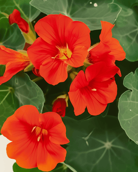 Nasturtium Empress Of India Seeds Organic Tropaeolum Majus Annual