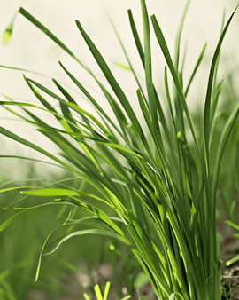 Garlic Chives Seeds Organic Allium Tuberosum Perennial Herb