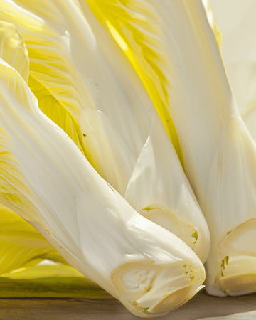 Chicory Brussels seeds (Cichorium intybus) – organic biennial vegetable