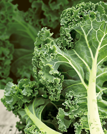 Curly Kale Westland Autumn seeds (Brassica oleracea) – organic annual vegetable
