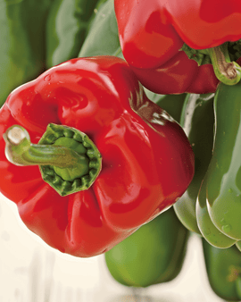 Sweet Pepper California Wonder Seeds Organic Capsicum Annuum Annual