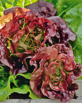 Lettuce Wonder Der Vier Jaargetijden Seeds Organic Lactuca Sativa Annual