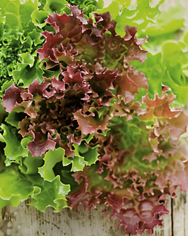 Curly Lettuce Lollo Rossa Seeds Organic Lactuca Sativa Annual Vegetable