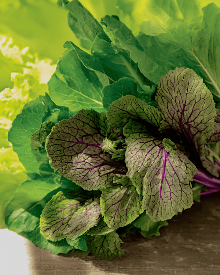 Mesclun seeds (Brassica juncea) – organic annual mix