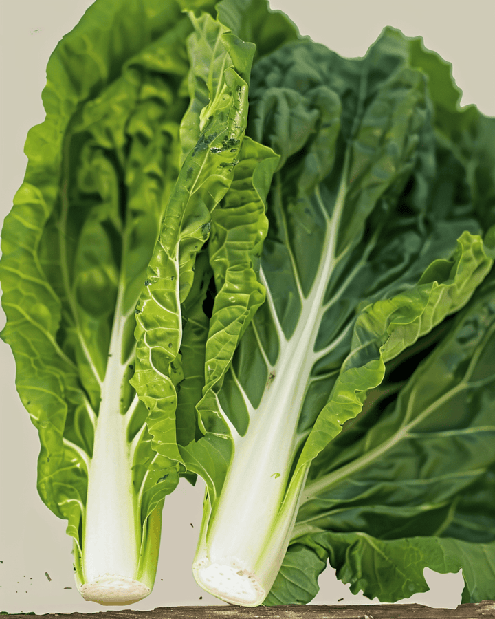 Swiss Chard White Silver 2 seeds (Beta vulgaris) – organic annual vegetable