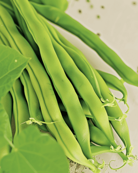 Bush Bean Seeds Maxi Organic Phaseolus Vulgaris Annual Vegetable