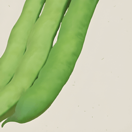 Broad Bean Seeds Organic Vicia Faba Annual Witkiem