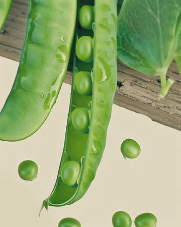 Karina Pea seeds (Pisum sativum) – organic annual vegetable