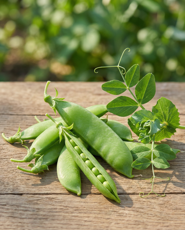 Peas Record (Pisum sativum) – organic annual vegetable seeds from SeedsChoice