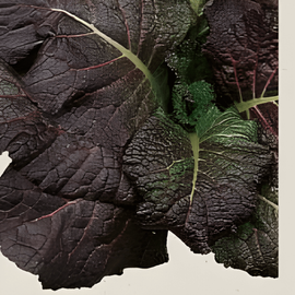 Mustard Red Giant Seeds Organic Brassica Juncea Annual Herb