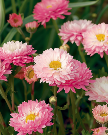Double Mixed seeds (Helipterum roseum) – annual mix