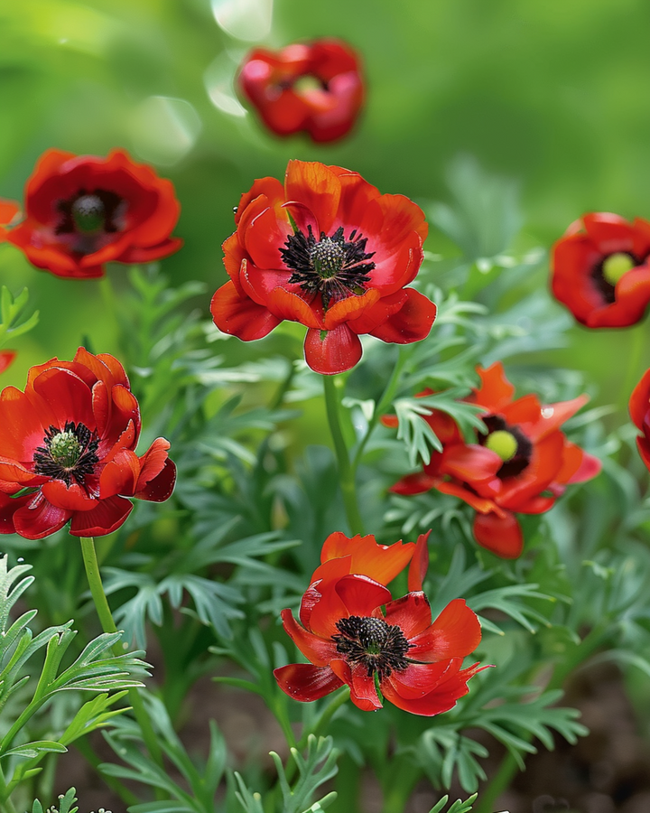 Pheasant's Eye seeds (Adonis aestivalis) – annual flower
