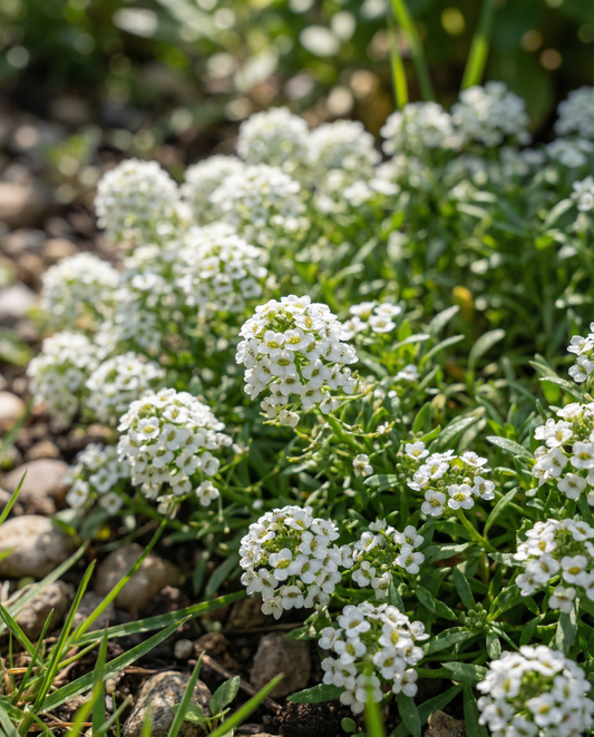 Alyssum Snowcloth (Lobularia maritima) – annual seeds from SeedsChoice