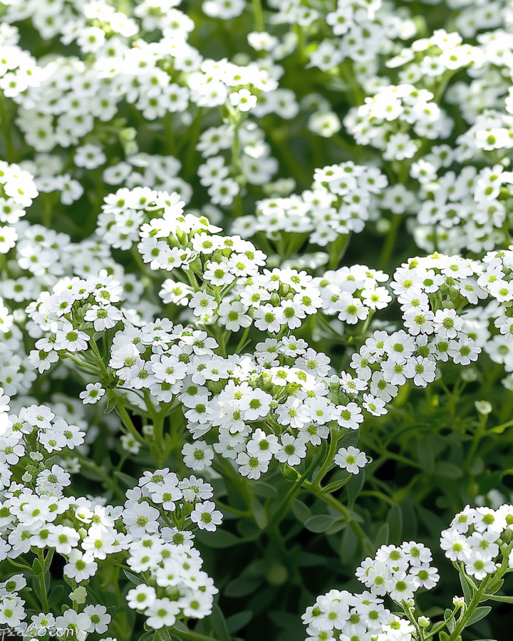 Alyssum Snowcloth seeds (Lobularia maritima) – annual