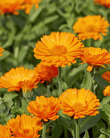 Pot Marigold Balls Orange Double seeds (Calendula officinalis) – annual flower