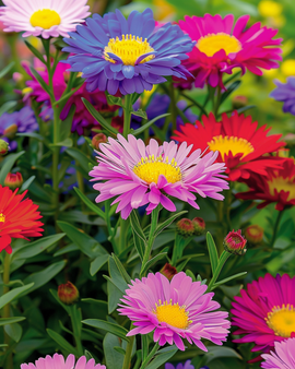 Aster Seeds Callistephus Chinensis Annual Mixed Colours