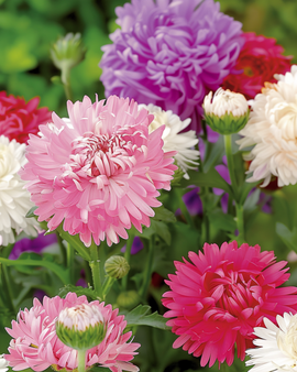 Aster Ostrich Feather Seeds Callistephus Chinensis Annual Mixed Colors