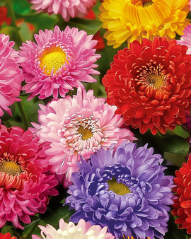 Aster Princess Seeds Callistephus Chinensis Annual Mixed Colors
