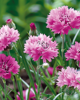 Cornflower Pink Ball Seeds Centaurea Cyanus Annual Flower