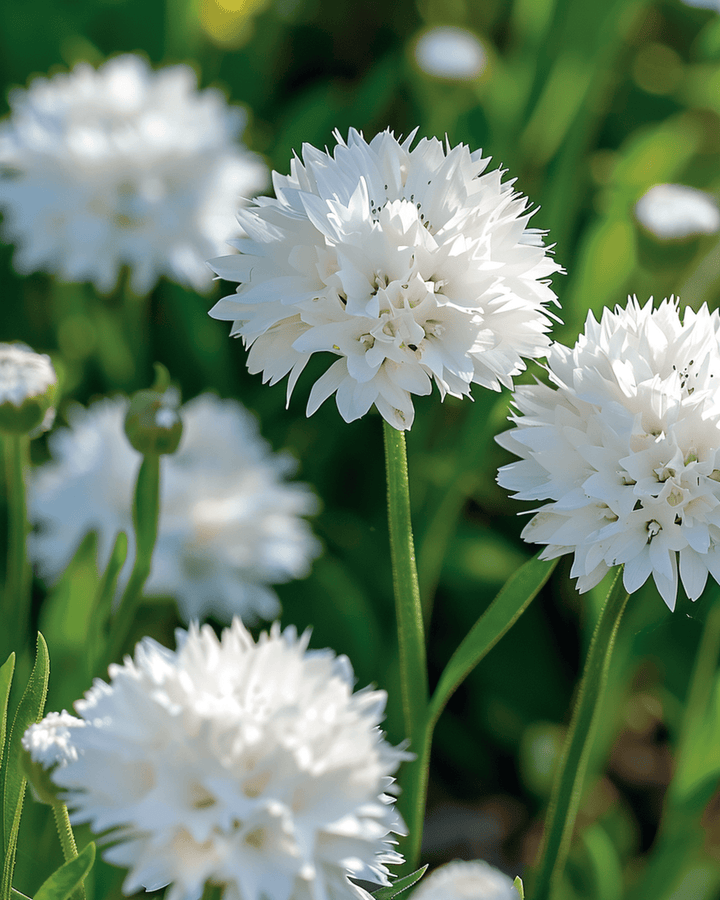 Cornflower White Ball seeds (Centaurea cyanus) – annual flower