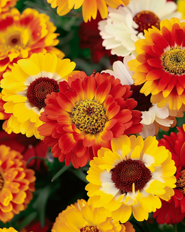 Chrysanthemum Seeds Chrysanthemum Carinatum Mixed Annual Flowers