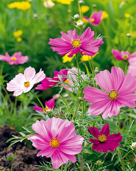 Cosmos Seeds Dwarf Sensation Mixed Cosmos Bipinnatus Annual