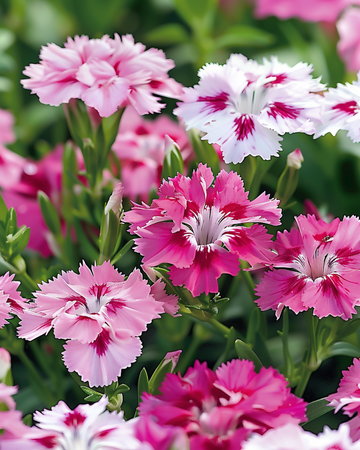 Sweet William Wee Willie seeds (Dianthus barbatus) – annual flower