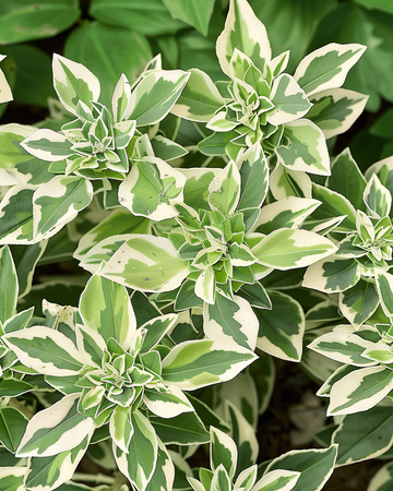 Snow On The Mountain seeds (Euphorbia marginata) – annual flower