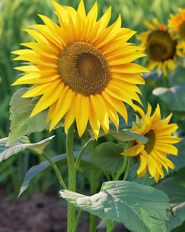 Sunflower Sunspot Seeds Helianthus Annuus Annual