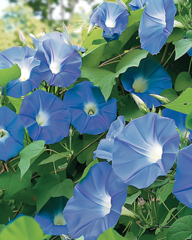 Climbing Annual Flower Seeds Clarks Blue Ipomoea Tricolor Annual
