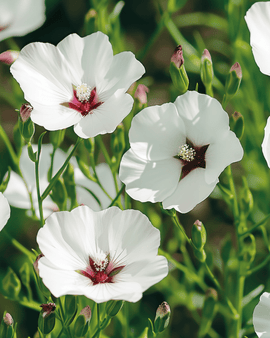 Flax Bright Eyes Seeds Linum Grandiflorum Annual Flower