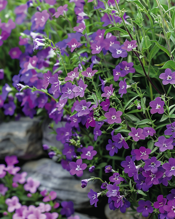 Trailing Sapphire seeds (Lobelia erinus) – annual
