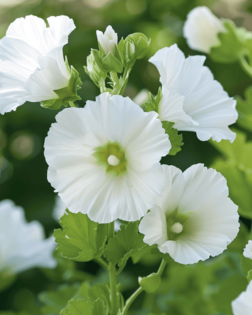White Queen seeds (Malope trifida) – annual flower