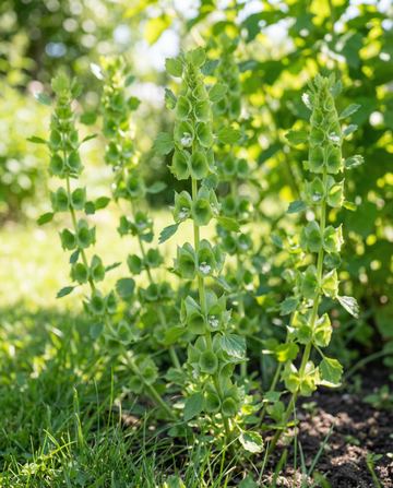 Molucella Irish Bells Cut (Moluccella laevis) – flower seeds from SeedsChoice