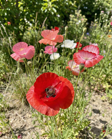 Poppy Mixed (Papaver rhoeas) – annual flower seeds from SeedsChoice